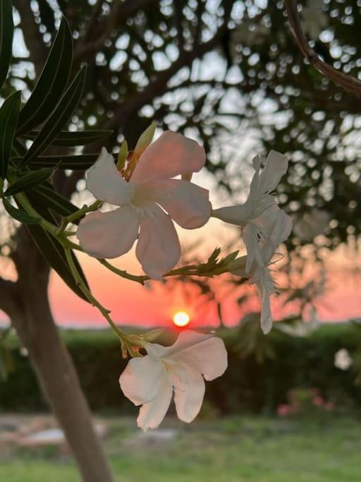 Casa Barbara Sardinia Villa Masainas Dış mekan fotoğraf